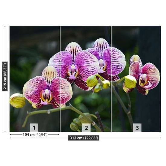 tulup.si Stenska fototapeta Vijolična orhideja