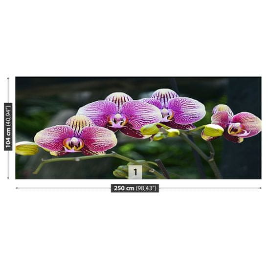 tulup.si Stenska fototapeta Vijolična orhideja