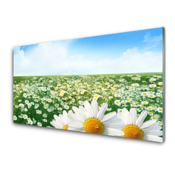 tulup.si Slika na akrilnem steklu Daisy travnik flowers polje 4 obešalnika