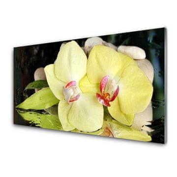 tulup.si Slika na akrilnem steklu Orchid cvetni listi 2 obešalnika