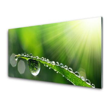 tulup.si Slika na akrilnem steklu Grass nature dew drops 4 obešalnika