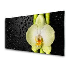 tulup.si Slika na akrilnem steklu Bamboo orchid cvetje 120x60 cm 2 obešalnika