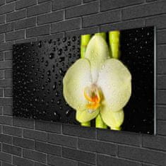 tulup.si Slika na akrilnem steklu Bamboo orchid cvetje 120x60 cm 2 obešalnika
