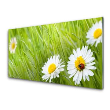 tulup.si Slika na akrilnem steklu Grass daisies narava 4 obešalnika