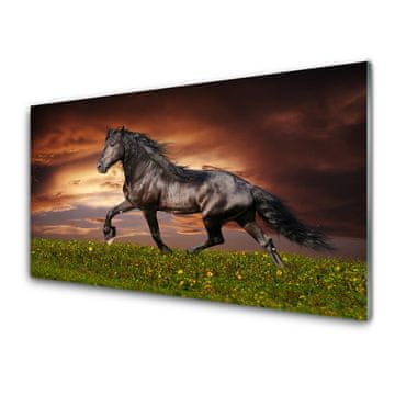 tulup.si Steklena slika Črna horse meadow živali 4 obešalnika