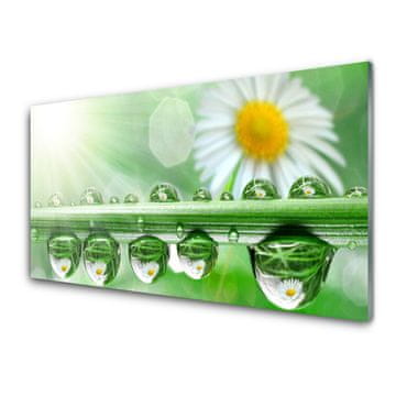 tulup.si Slika na akrilnem steklu Dew leaf narava daisies 2 obešalnika