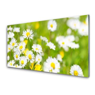 tulup.si Slika na akrilnem steklu Daisy flower rastlin 4 obešalnika
