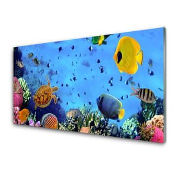 tulup.si Slika na akrilnem steklu Coral reef fish narava 2 obešalnika