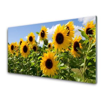tulup.si Slika na akrilnem steklu Sončnica flower rastlin 4 obešalnika