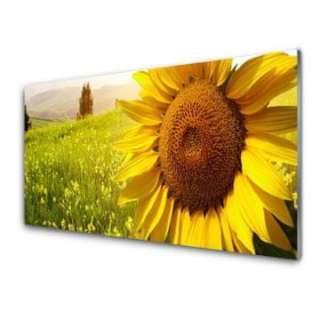 tulup.si Slika na akrilnem steklu Sončnica flower rastlin 4 obešalnika