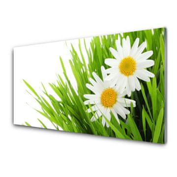 tulup.si Slika na akrilnem steklu Daisy flower narava 2 obešalnika