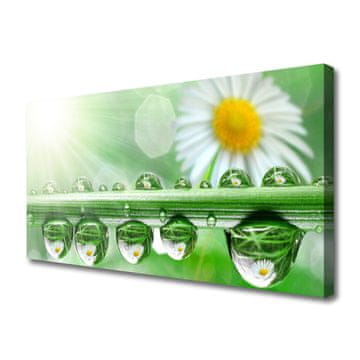 tulup.si Slika na platnu Dew leaf narava daisies