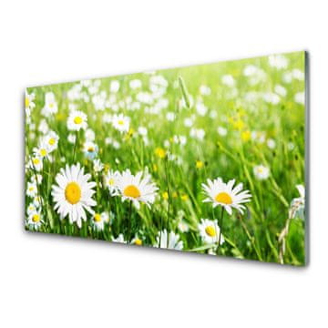 tulup.si Steklena slika Daisy flower rastlin 2 obešalnika