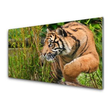 tulup.si Slika na akrilnem steklu Tiger živali 4 obešalnika