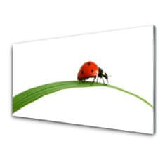 tulup.si Slika na akrilnem steklu Ladybug narava 100x50 cm 4 obešalnika