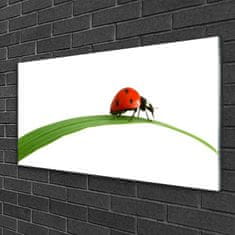 tulup.si Slika na akrilnem steklu Ladybug narava 100x50 cm 4 obešalnika