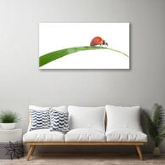 tulup.si Slika na akrilnem steklu Ladybug narava 100x50 cm 4 obešalnika