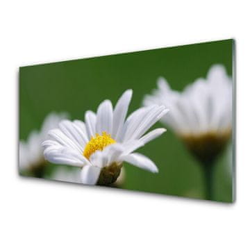 tulup.si Slika na akrilnem steklu Daisy na wall 4 obešalnika