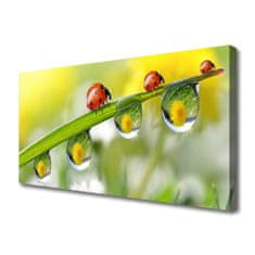 tulup.si Slika na platnu Leaf ladybugs narava 100x50 cm