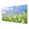 Steklena slika Daisy travnik narava 100x50 cm 2 obešalnika