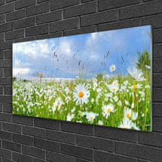 tulup.si Steklena slika Daisy travnik narava 120x60 cm 2 obešalnika