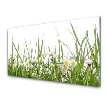 tulup.si Slika na akrilnem steklu Grass daisies narava 4 obešalnika