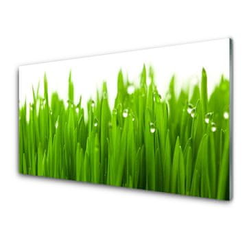 tulup.si Slika na akrilnem steklu Grass nature rastlin 4 obešalnika