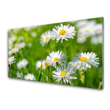 tulup.si Zidna obloga za kuhinju Daisy flower rastlin