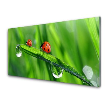 tulup.si Slika na akrilnem steklu Pikapolonica grass drops 4 obešalnika
