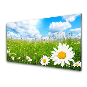 tulup.si Slika na akrilnem steklu Daisy grass nature 4 obešalnika