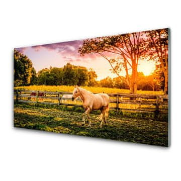 tulup.si Slika na akrilnem steklu Horse meadow narava živali 4 obešalnika