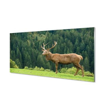 tulup.si Slika na akrilnem steklu Deer na področju 2 obešalnika