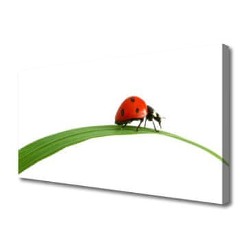 tulup.si Slika na platnu Ladybug narava