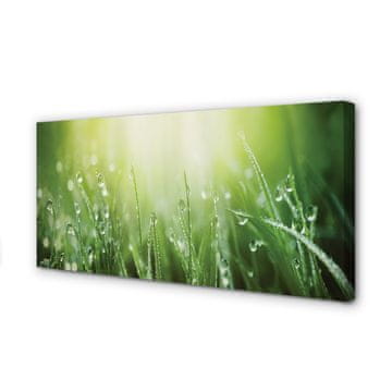 tulup.si Slika na platnu Grass sonce kapljice