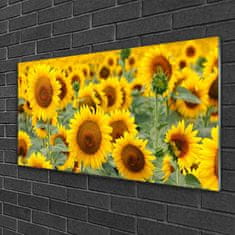 tulup.si Slika na steklu Rastlina sončnice narava 100x50 cm