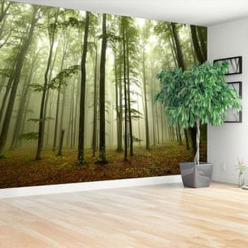 tulup.si Fototapeta Meglenih gozdov Tapeta