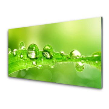 tulup.si Slika na akrilnem steklu Rastlina leaf dew drops 2 obešalnika