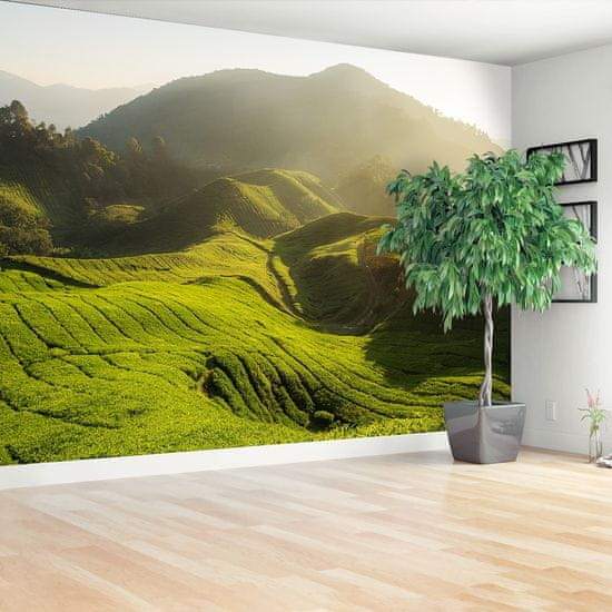 tulup.si Fototapeta Čaj nasada Tapeta