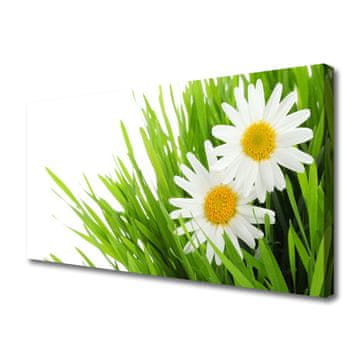 tulup.si Slika na platnu Daisy flower narava