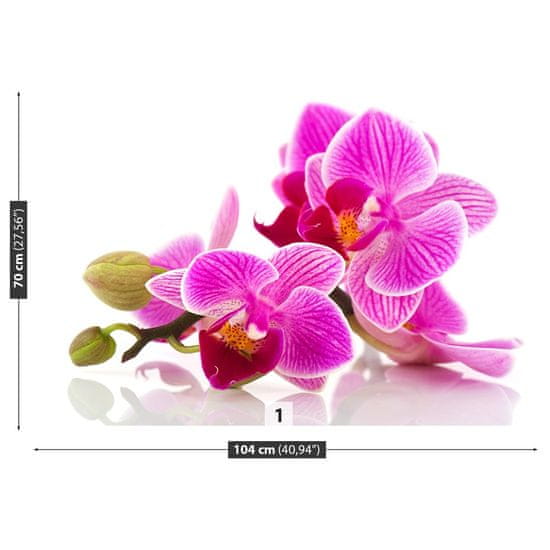 tulup.si Stenska fototapeta Orhideje