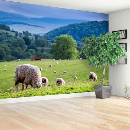 tulup.si Fototapeta Čredo ovac Samolepilne