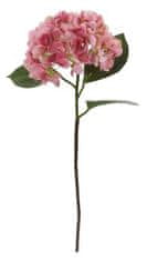 Shishi Roza hortenzija 70 cm