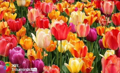 Široka paleta naravno čudovitih barv