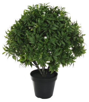 Shishi Grm zelenega jasmina, višina 55 cm