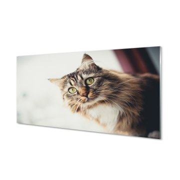 tulup.si Steklena slika Maine coon cat 2 obešalnika