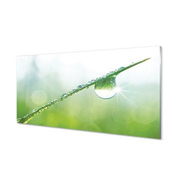 tulup.si Slika na akrilnem steklu Drop trava makro 2 obešalnika