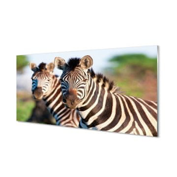 tulup.si Steklena slika Zebra 4 obešalnika
