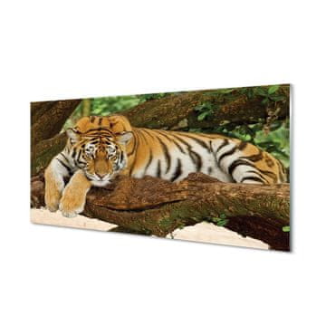 tulup.si Steklena slika Tiger drevo 2 obešalnika