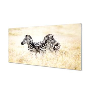 tulup.si Slika na akrilnem steklu Zebra polje 2 obešalnika