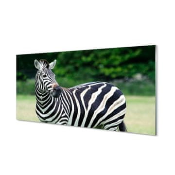 tulup.si Slika na akrilnem steklu Zebra polje 4 obešalnika